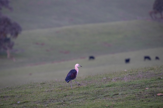 白颈鹭 苍鹭 太平洋鹭 - 上的免费照片