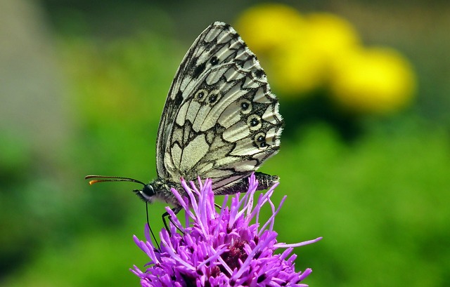 蝴蝶 昆虫 花 Latria - 上的免费照片