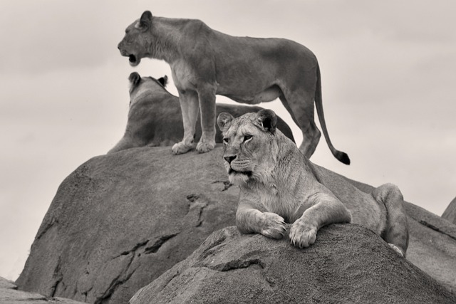 狮子 动物园 埃门 - 上的免费照片