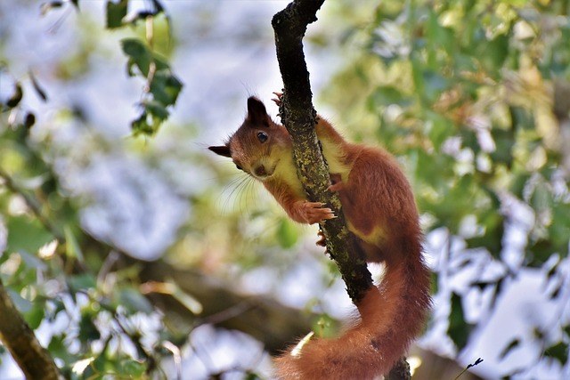 松鼠 橡木猫 啮齿动物 - 上的免费照片