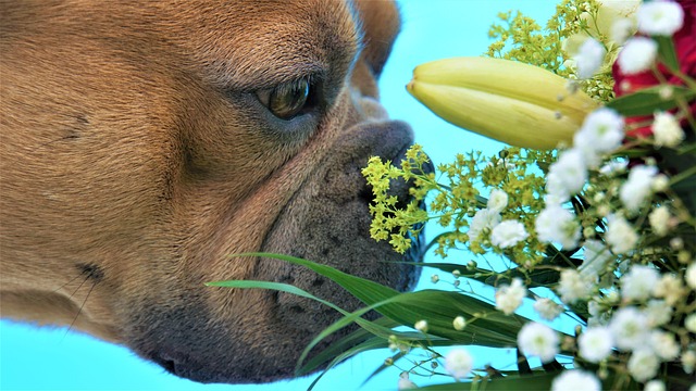 法国斗牛犬 品酒师 花 - 上的免费照片