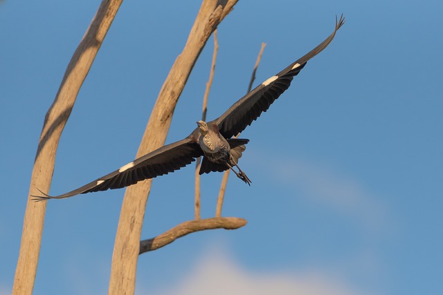白颈鹭 太平洋鹭 苍鹭 - 上的免费照片