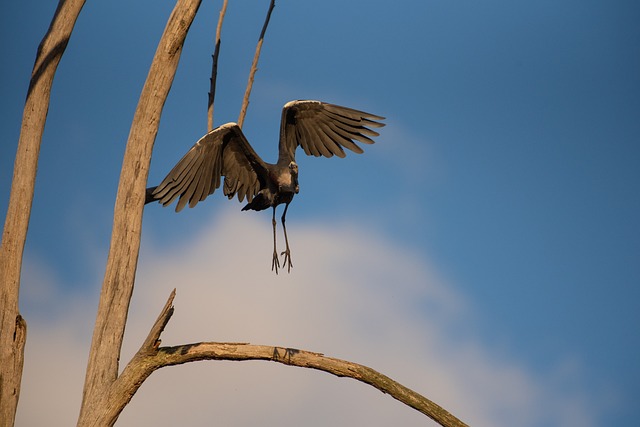 白颈鹭 太平洋鹭 苍鹭 - 上的免费照片