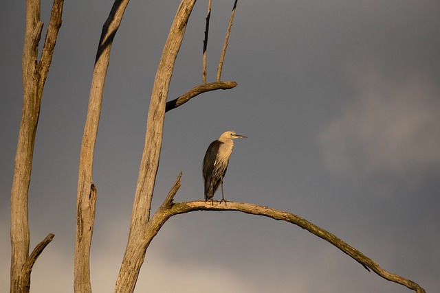 白颈鹭 太平洋鹭 苍鹭 - 上的免费照片