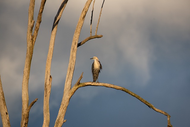 白颈鹭 太平洋鹭 苍鹭 - 上的免费照片