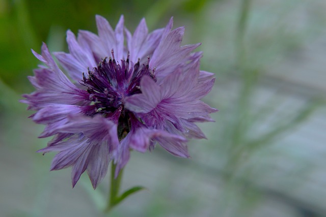 矢车菊 相信梅尔罗斯纽黑文公寓 紫色的 - 上的免费照片