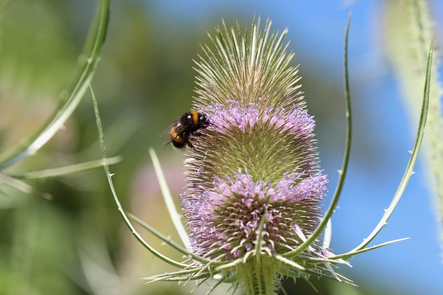 连翘 熊蜂 昆虫 - 上的免费照片