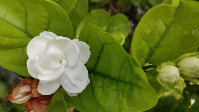 茉莉花 白色的花 Mogra - 上的免费照片