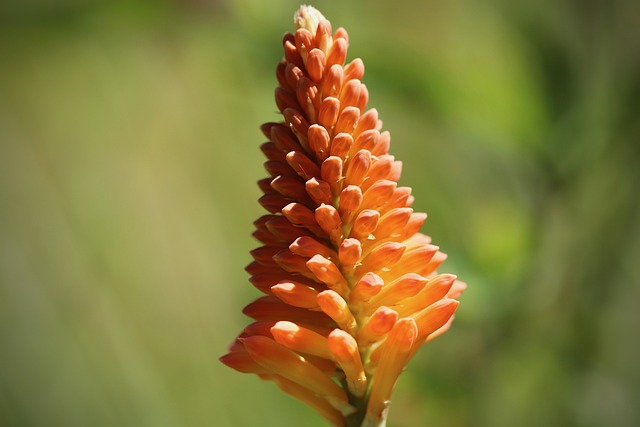 Kniphofia 舍普夫-火炬莉莉 橙色的 - 上的免费照片