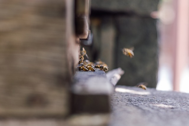 蜜蜂 超 蜂房 - 上的免费照片