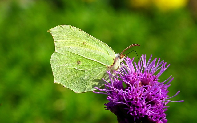 蝴蝶 昆虫 Latria K?osowa - 上的免费照片