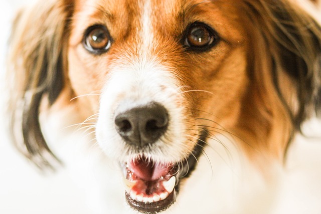 Kooiker Kooikerhondje 家畜 - 上的免费照片