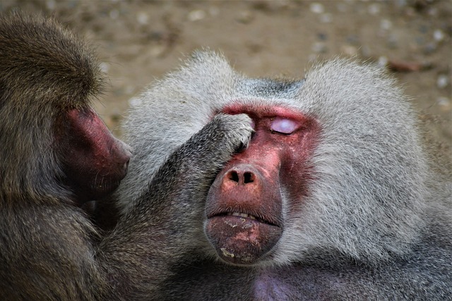 狒狒 动物园 猿 - 上的免费照片