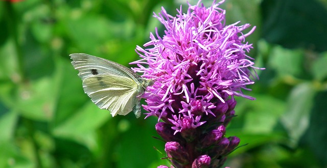 蝴蝶 昆虫 花 Latria - 上的免费照片