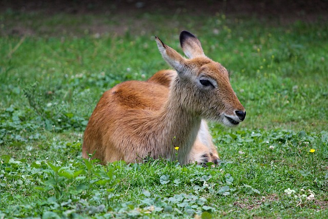 Doe 鹿 欧洲的 - 上的免费照片