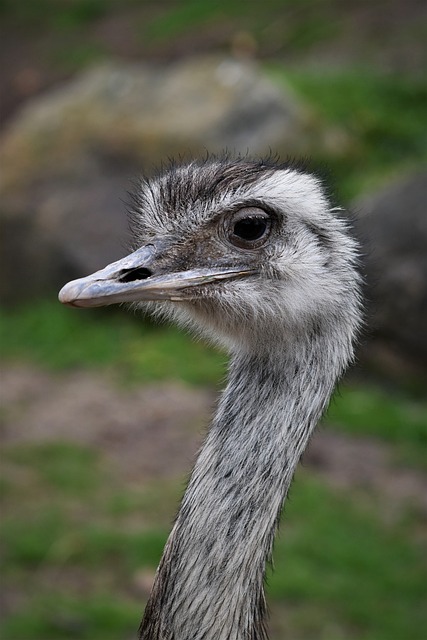 埃门 动物园 公园 - 上的免费照片