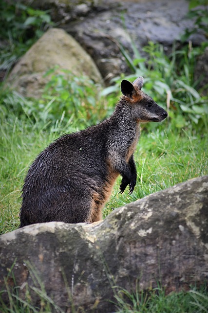 袋鼠 动物园 澳大利亚 - 上的免费照片