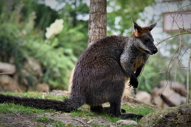 袋鼠 动物园 澳大利亚 - 上的免费照片