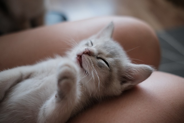 小猫 Burmilla 猫 - 上的免费照片