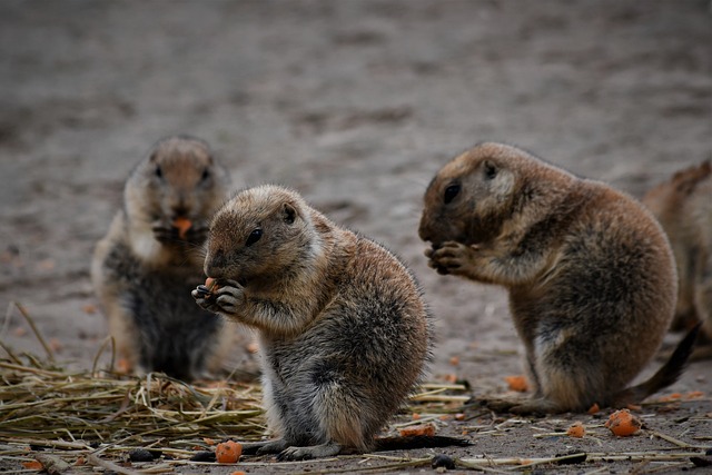 猫鼬 动物园 埃门 - 上的免费照片