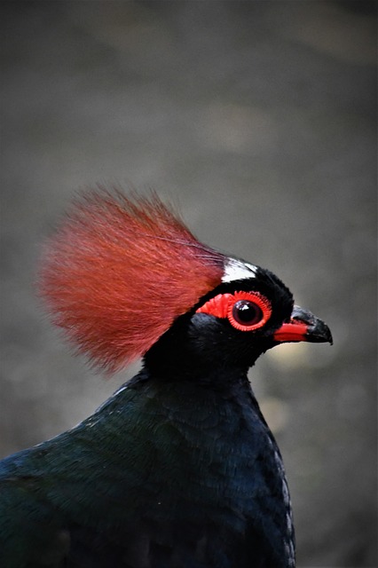 动物园 埃门 鸟 - 上的免费照片