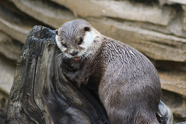 动物园 埃门 动物 - 上的免费照片