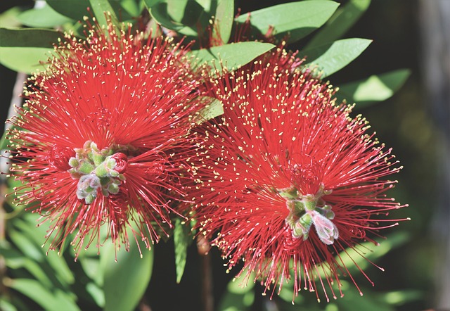 气缸清洁器 卡利斯特蒙 开花 - 上的免费照片