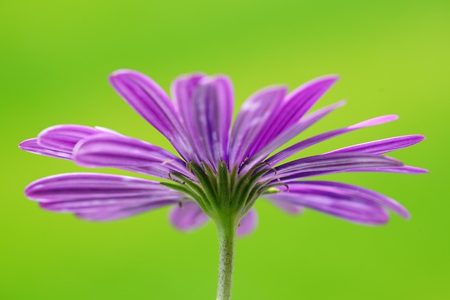 花 植物学 自然 - 上的免费照片