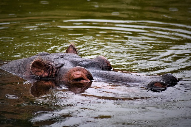 河马 埃门 动物园 - 上的免费照片