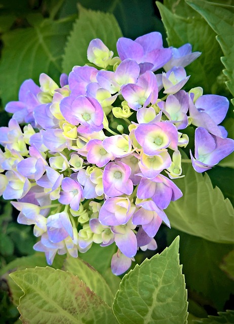 绣球花 花穗 观赏植物 - 上的免费照片