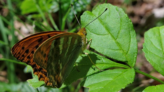 蝴蝶 帝国大衣 银行 - 上的免费照片