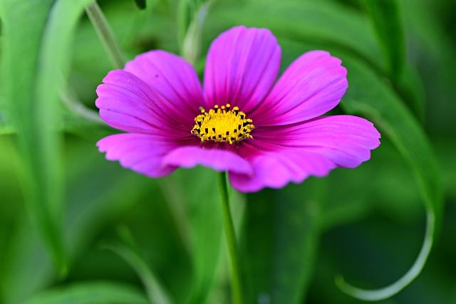 Cosmea 花 植物 - 上的免费照片