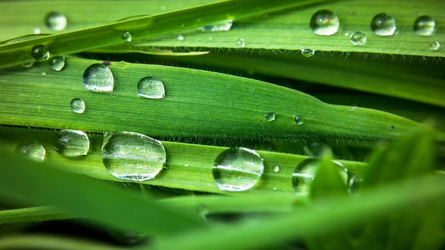 水滴 雨滴 滴 - 上的免费照片