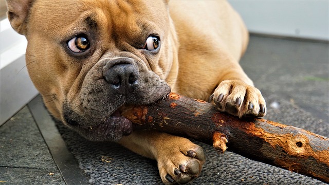 法国斗牛犬 戳 眼睛 - 上的免费照片