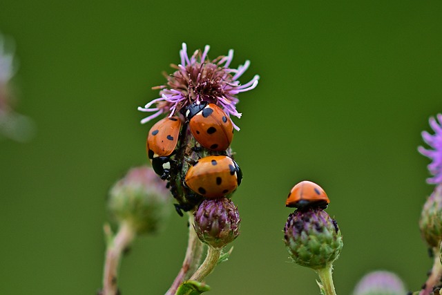 瓢虫 水飞蓟花 蚜虫 - 上的免费照片