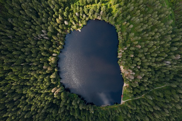 湖 树木 森林 - 上的免费照片
