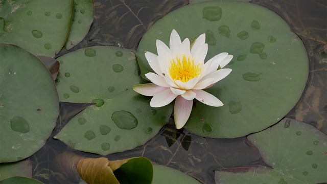 Flower Plant Aroma Water - 上的免费照片