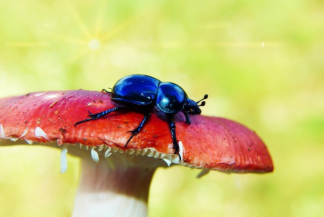 森林甲壳虫 甲虫 蘑菇 - 上的免费照片