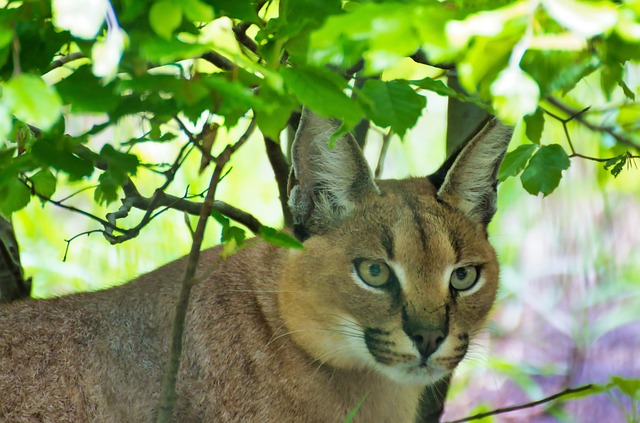 狞猫 动物 猫 - 上的免费照片