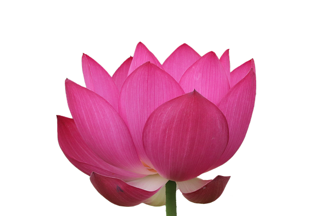 莲花 夏天 春天 - 上的免费照片