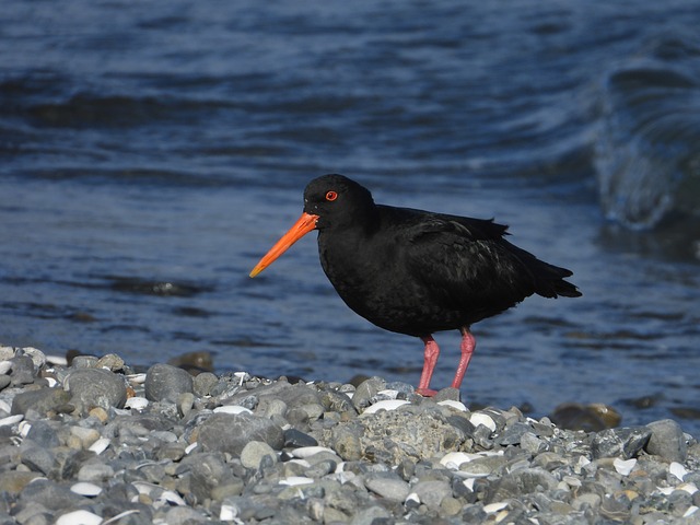 新西兰 牡蛎捕手 鸟 - 上的免费照片