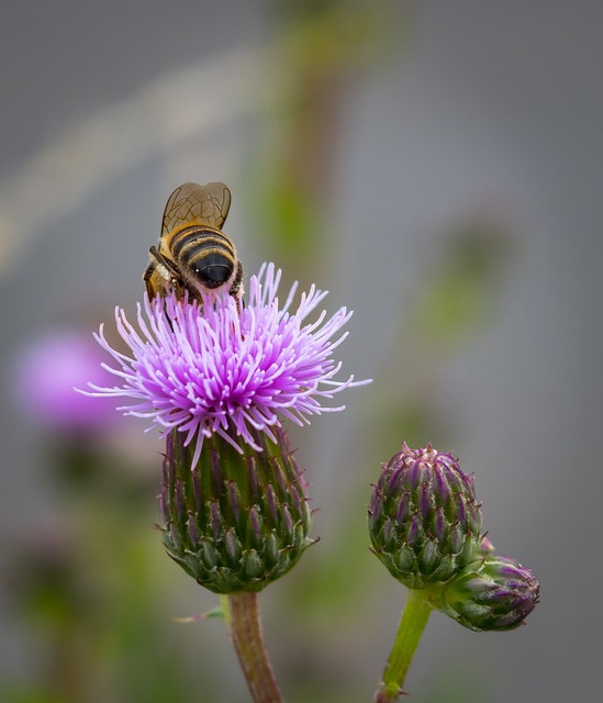 蓟 蜜蜂 翅膀 - 上的免费照片
