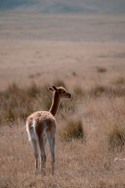 骆马毛 动物 秘鲁 - 上的免费照片