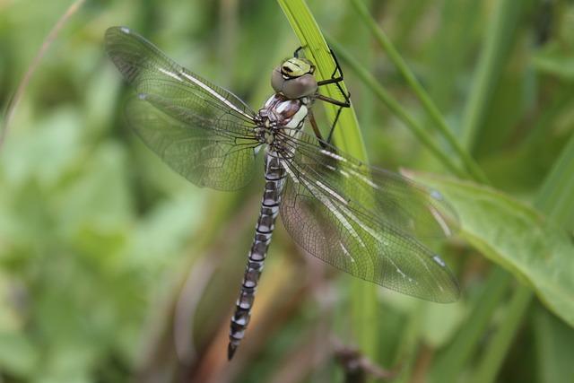 蓝绿色的马赛克的伴娘 蜻蜓 飞虫 - 上的免费照片