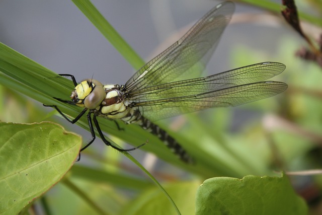 蓝绿色的马赛克的伴娘 蜻蜓 飞虫 - 上的免费照片