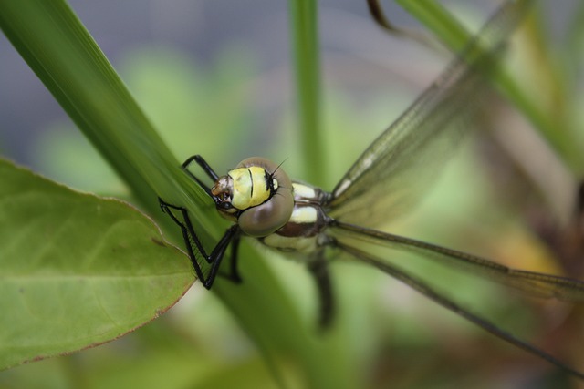 蓝绿色的马赛克的伴娘 蜻蜓 飞虫 - 上的免费照片