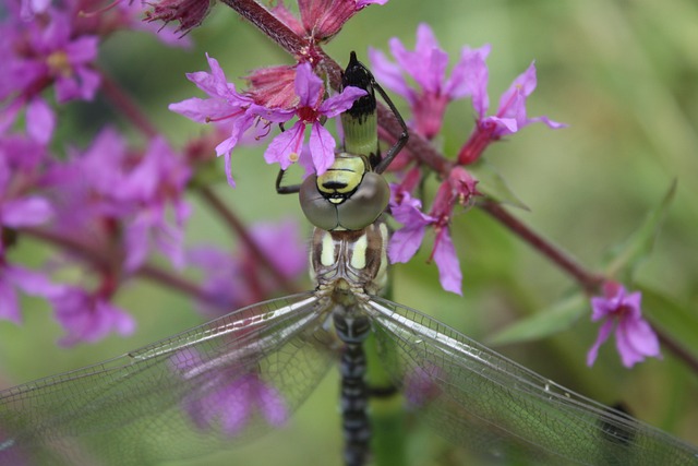蓝绿色的马赛克的伴娘 蜻蜓 飞虫 - 上的免费照片