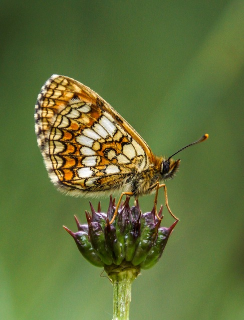 蝴蝶 自然 昆虫 - 上的免费照片