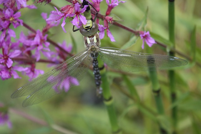 普通的珍珠鸡 千屈菜 开花 - 上的免费照片
