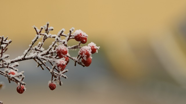 Plant Fruit Cold - 上的免费照片